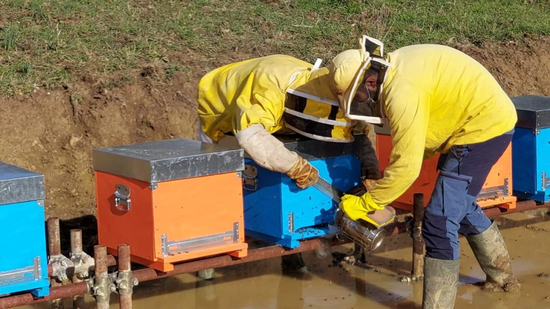 Miele in Cooperativa lancia l’allarme per la campagna 2026. Produzione apistica potenzialmente compromessa a causa del maltempo estremo.